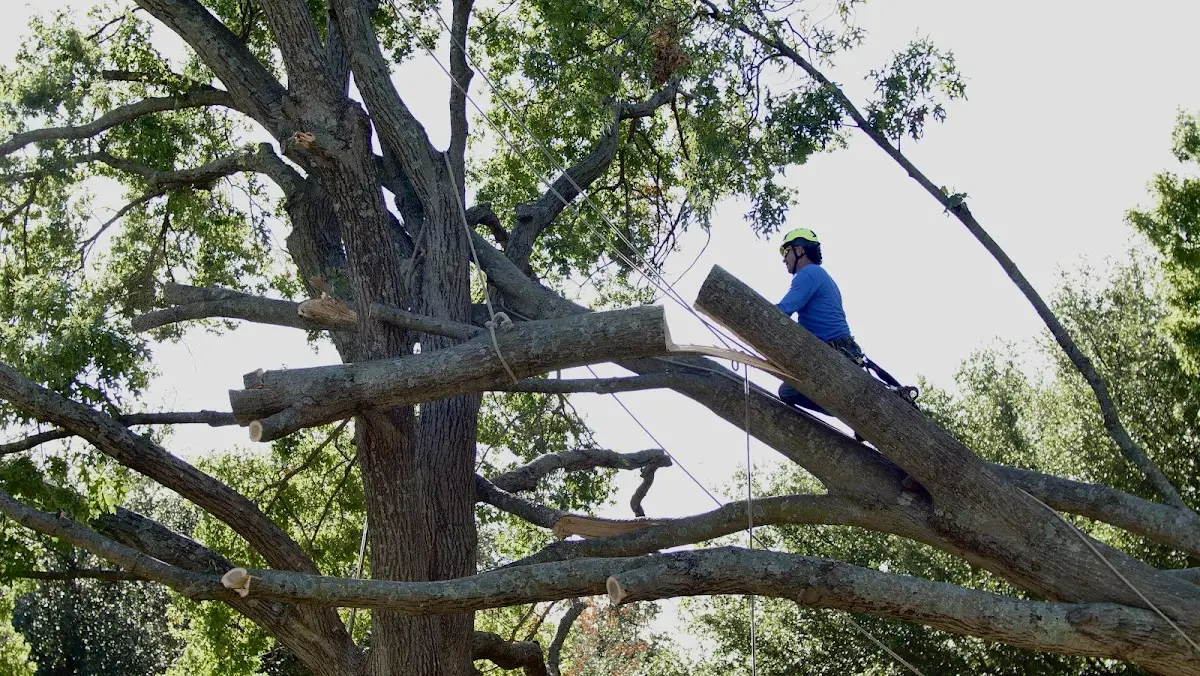Professional Crown Thinning performed by certified arborists in Fort George G Meade